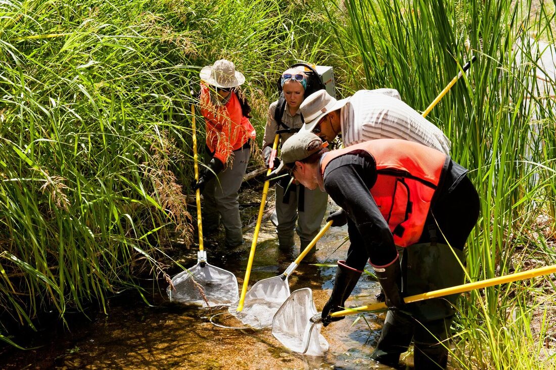 An electro-fishing bout at Sycamore Creek for NEON (Tonto NF)