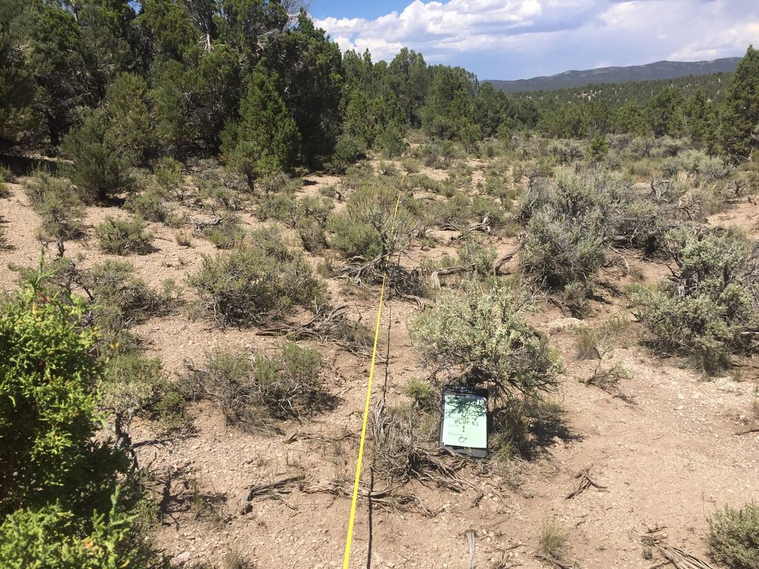 Collecting line-point intercept data with the Great Basin Institute for BLM in Ely, NV