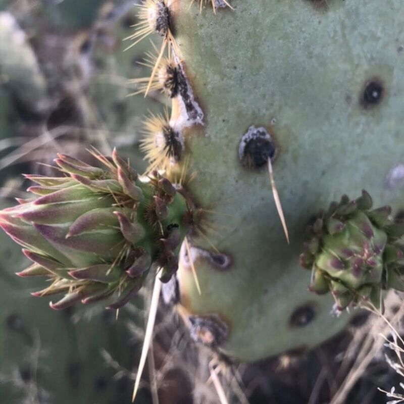 Desert plant photographed in the field