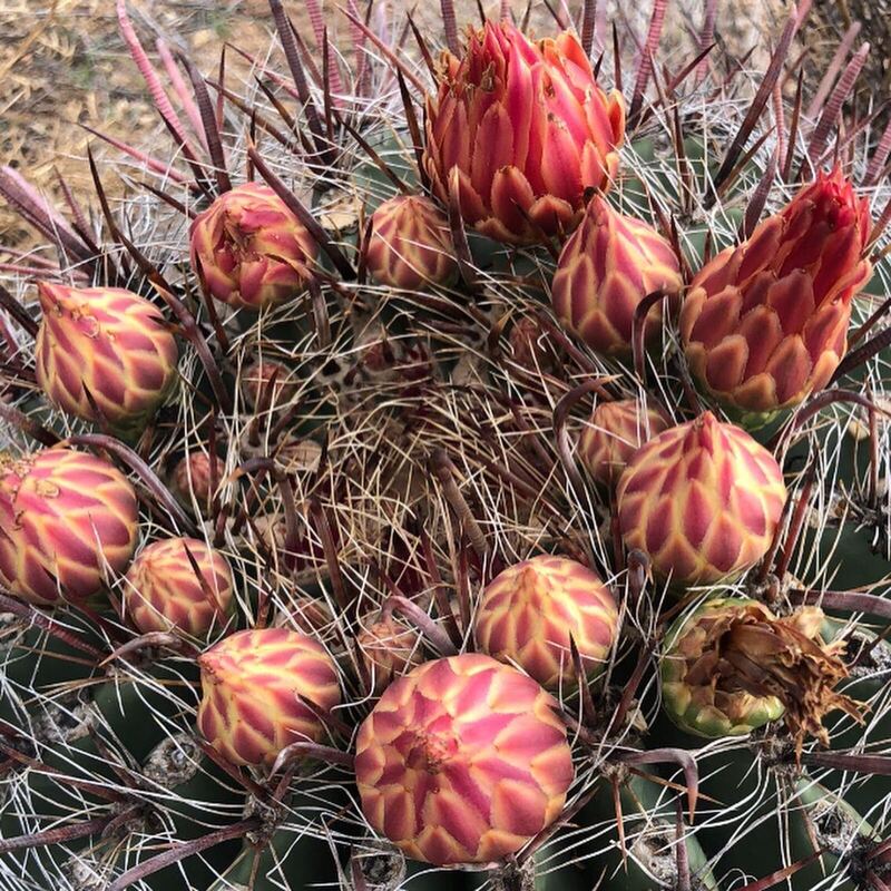 Desert plant photographed in the field