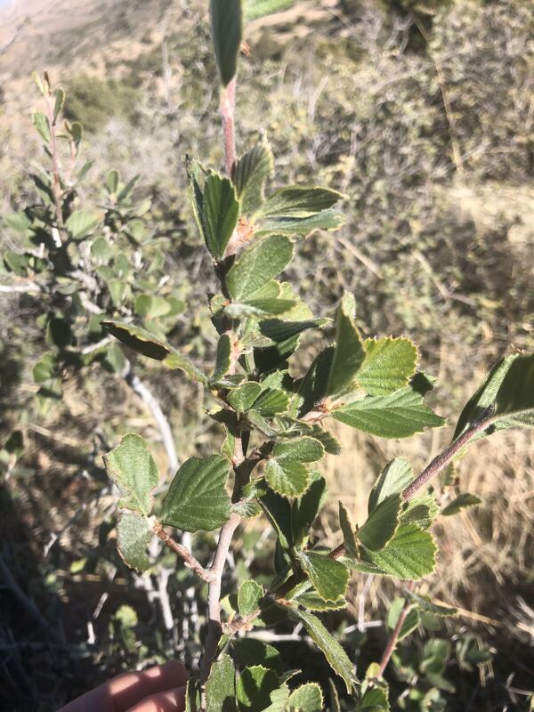 Desert plant photographed in the field