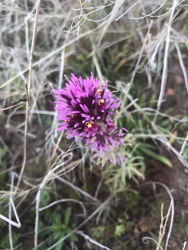 Desert plant photographed in the field