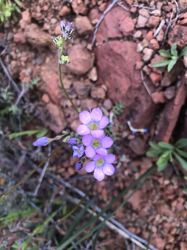 Desert plant photographed in the field