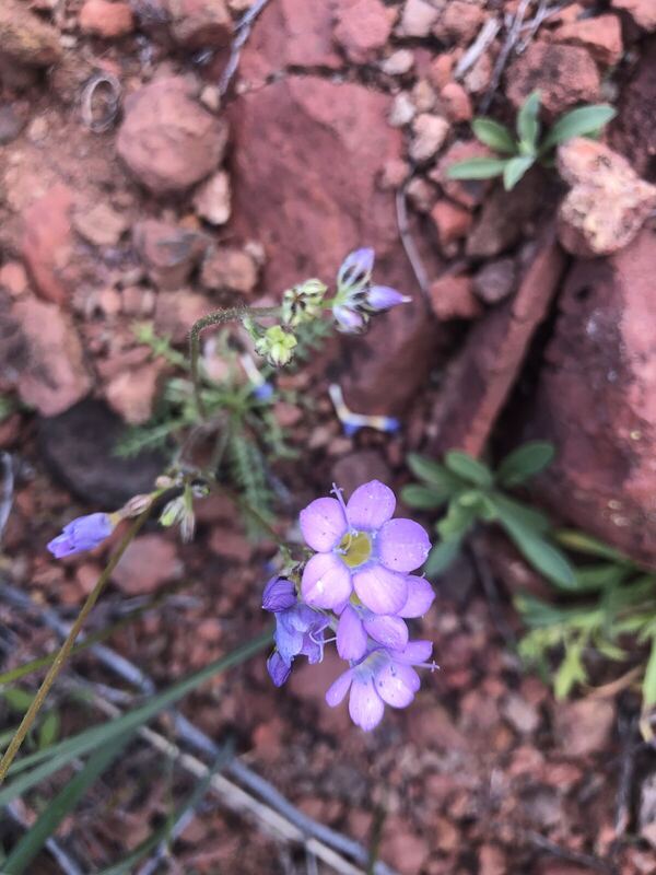 Desert plant photographed in the field