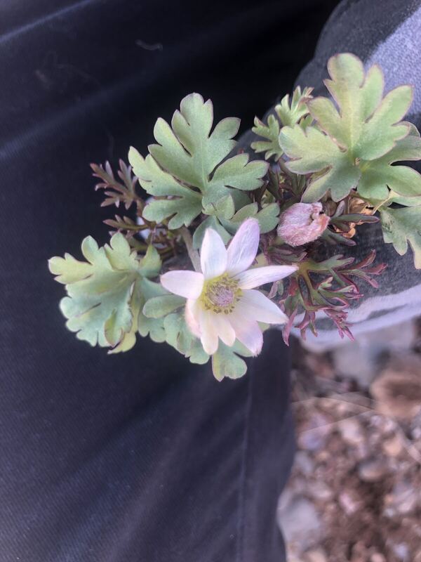 Desert plant photographed in the field