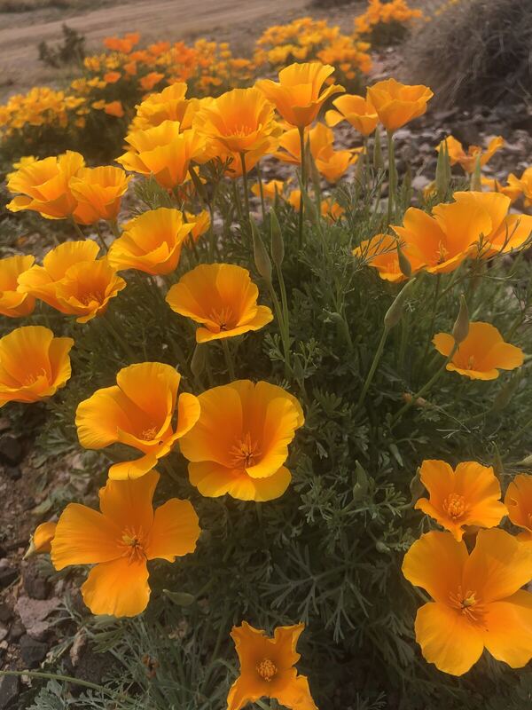 Desert plant photographed in the field