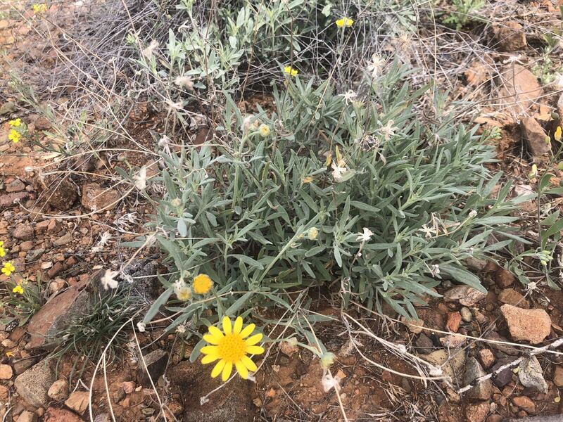 Desert plant photographed in the field