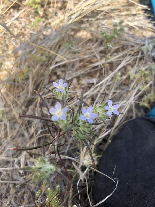 Desert plant photographed in the field