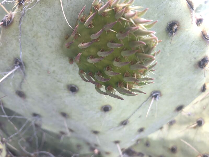 Desert plant photographed in the field