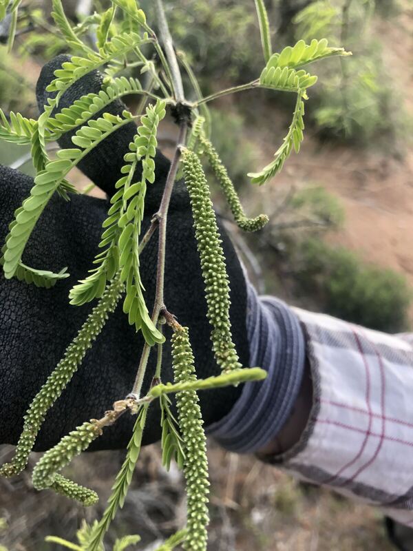 Desert plant photographed in the field