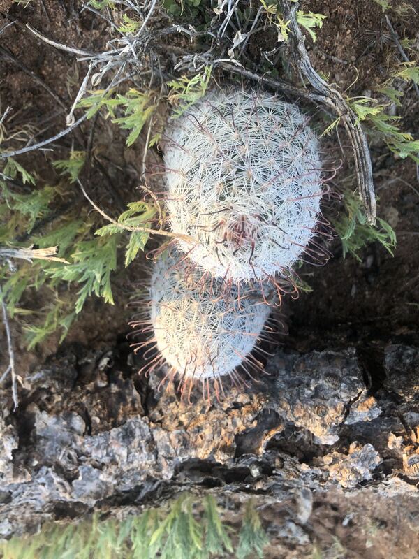 Desert plant photographed in the field