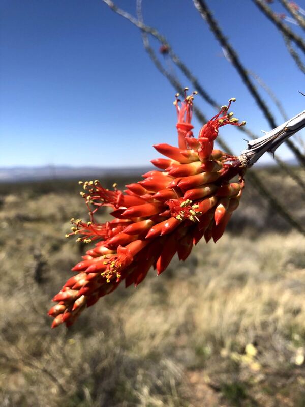Desert plant photographed in the field