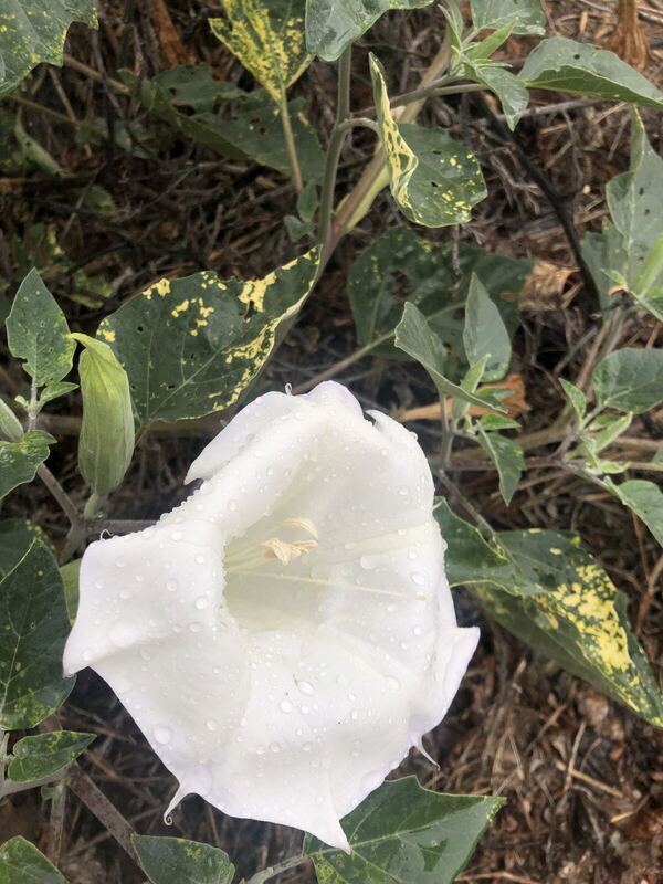 Desert plant photographed in the field