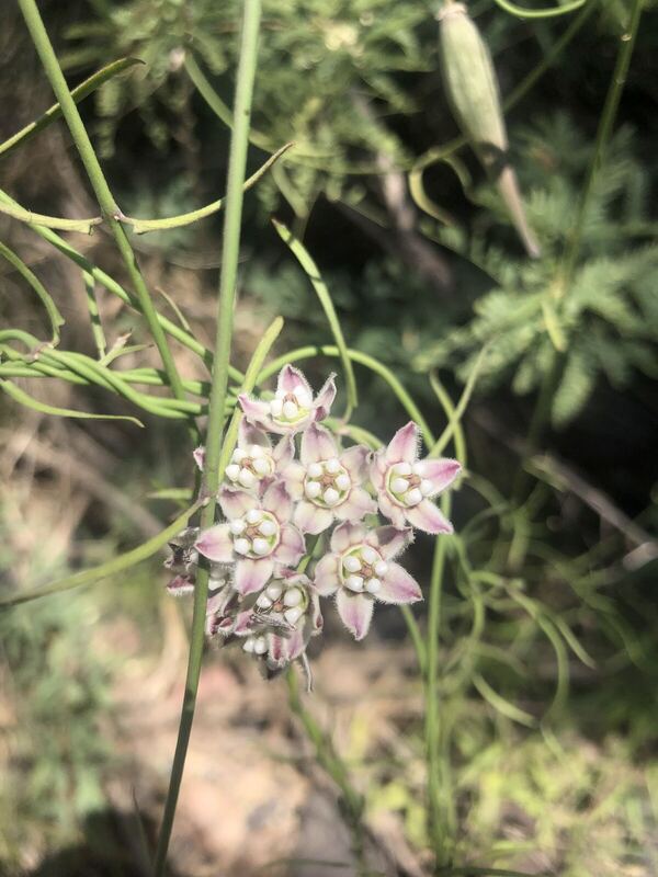 Desert plant photographed in the field
