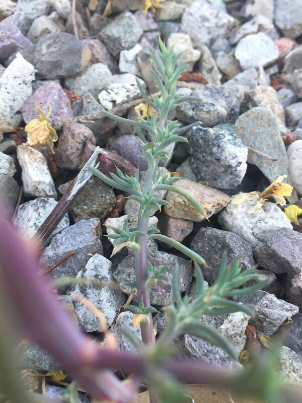Desert plant photographed in the field
