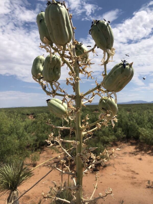 Desert plant photographed in the field