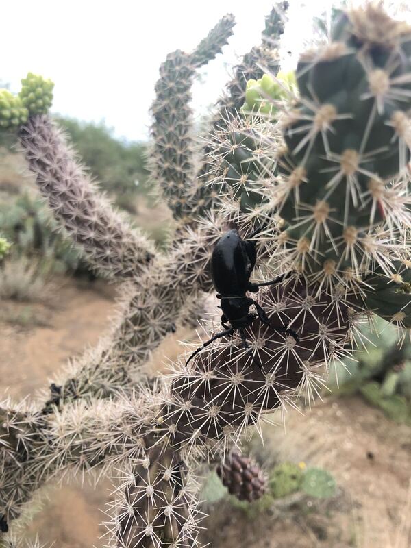Desert plant photographed in the field