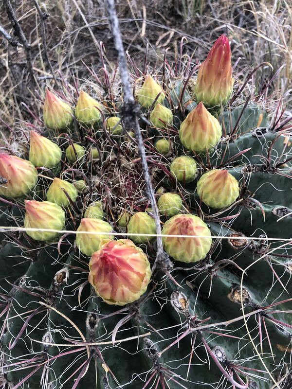 Desert plant photographed in the field