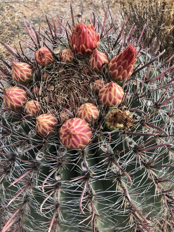 Desert plant photographed in the field