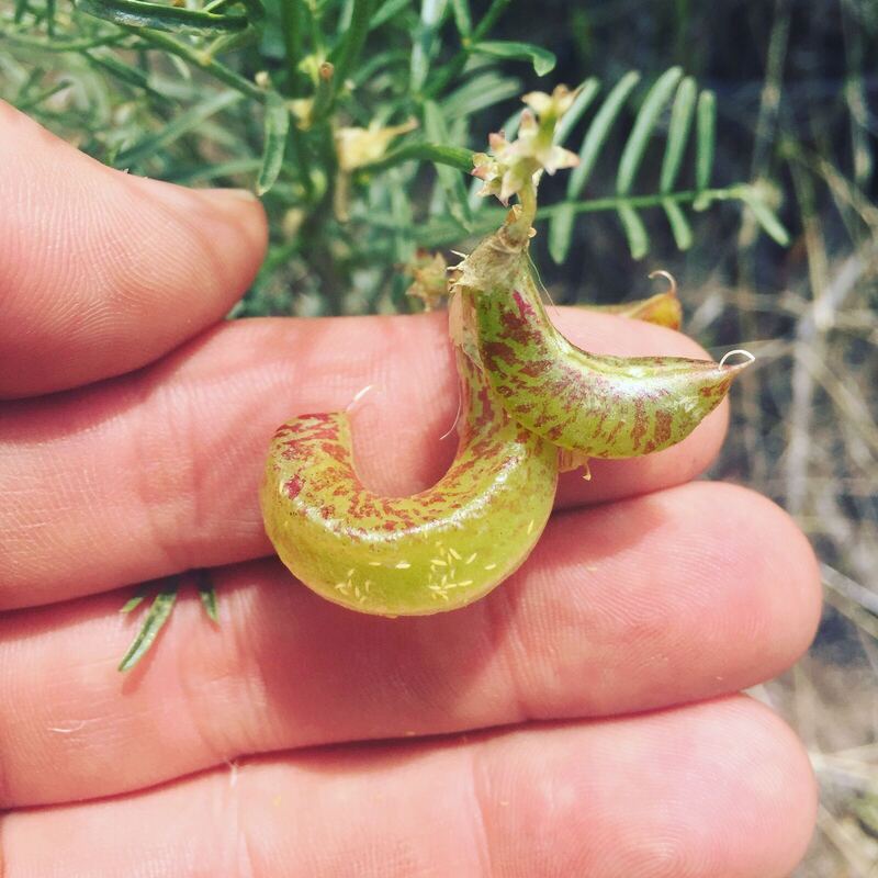 Desert plant photographed in the field