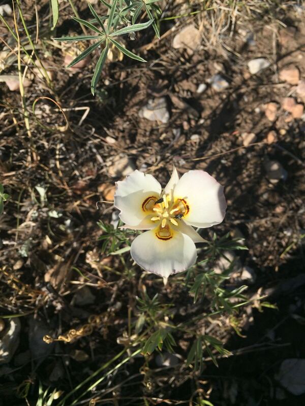 Desert plant photographed in the field