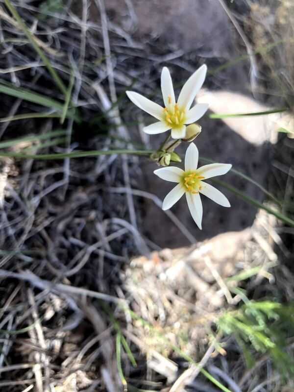 Desert plant photographed in the field