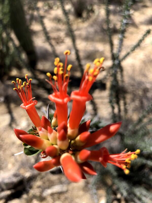 Desert plant photographed in the field