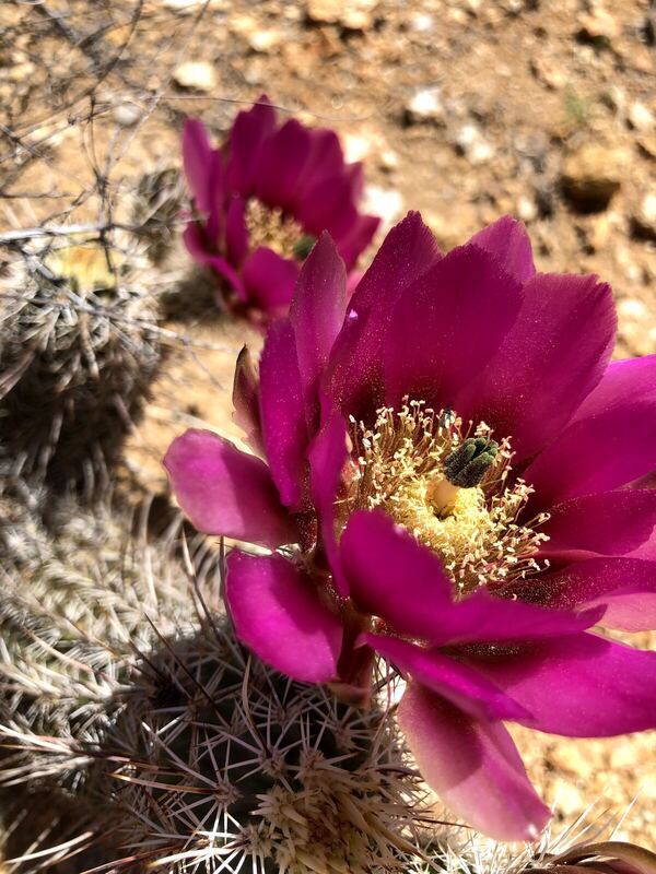 Desert plant photographed in the field