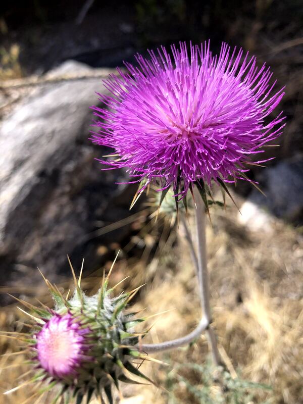 Desert plant photographed in the field