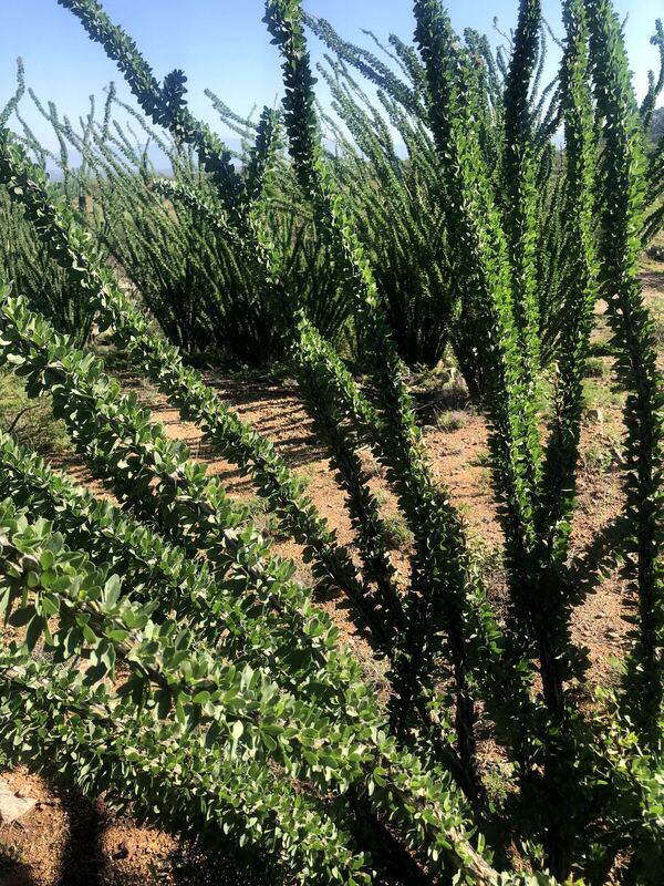 Desert plant photographed in the field