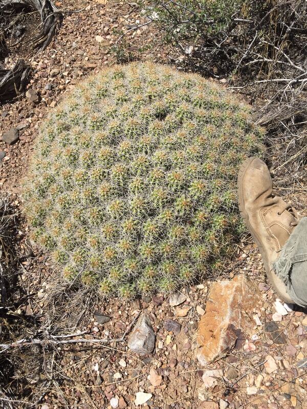 Desert plant photographed in the field
