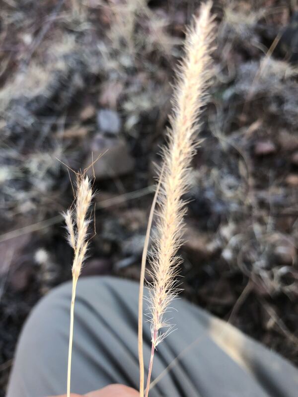 Desert plant photographed in the field