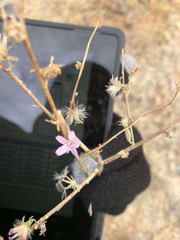 Desert plant photographed in the field