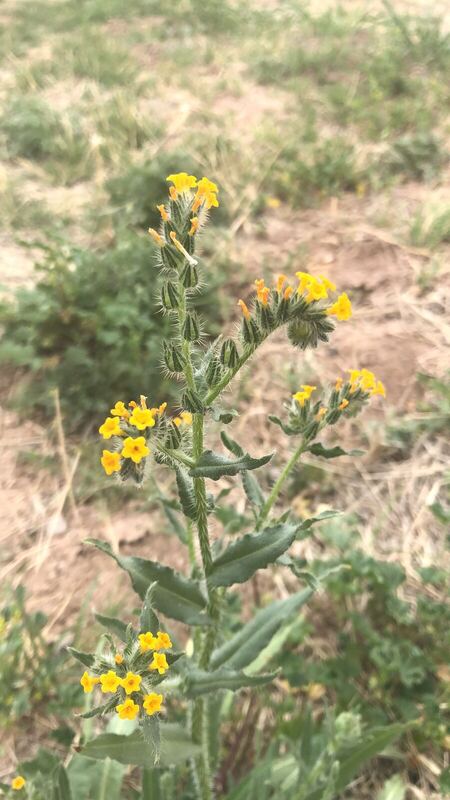 Desert plant photographed in the field