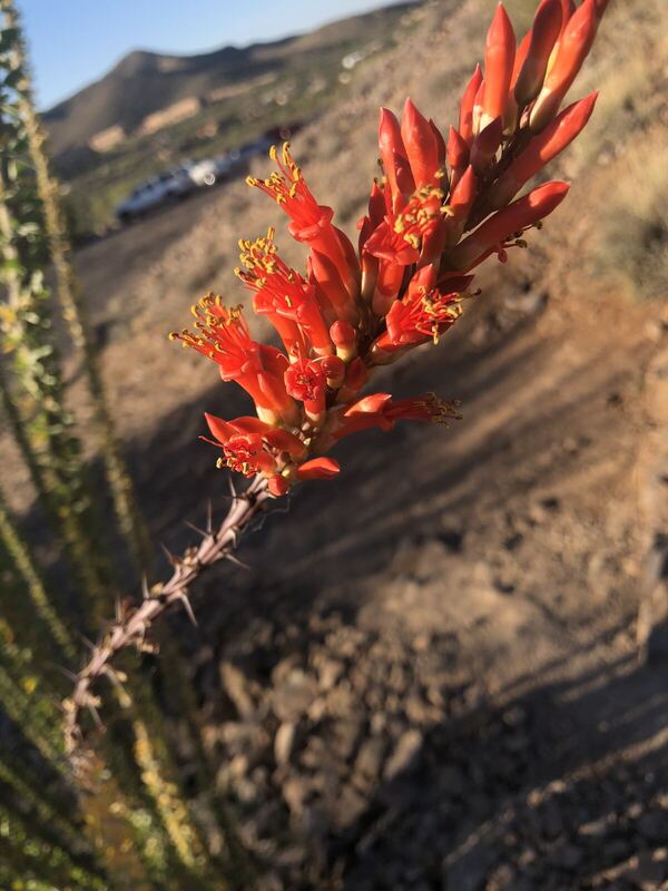 Desert plant photographed in the field