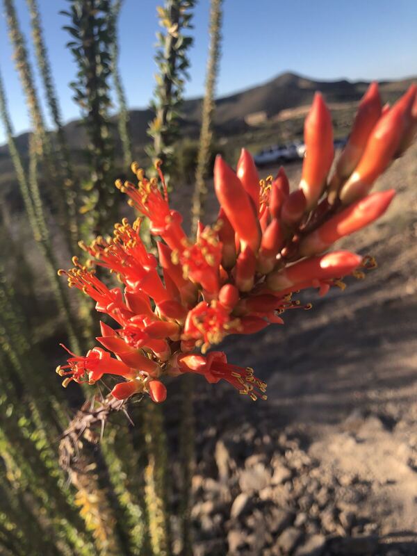 Desert plant photographed in the field