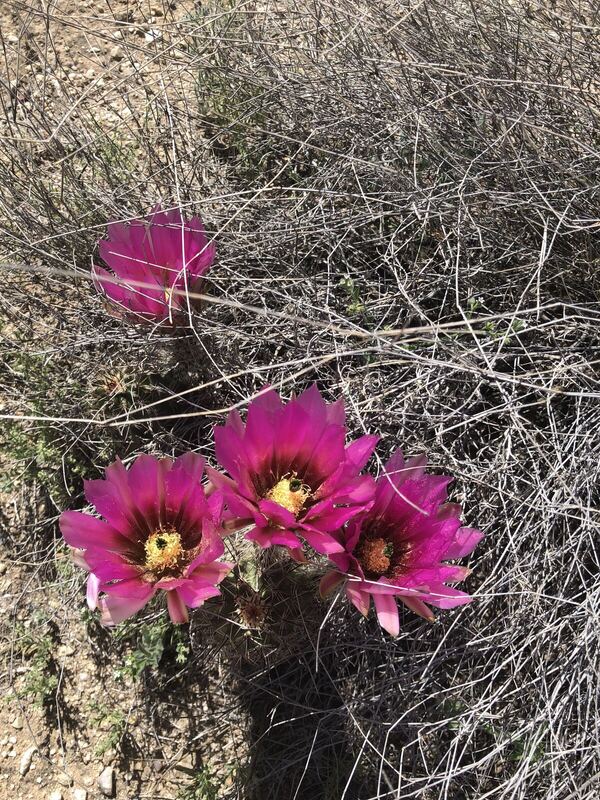 Desert plant photographed in the field