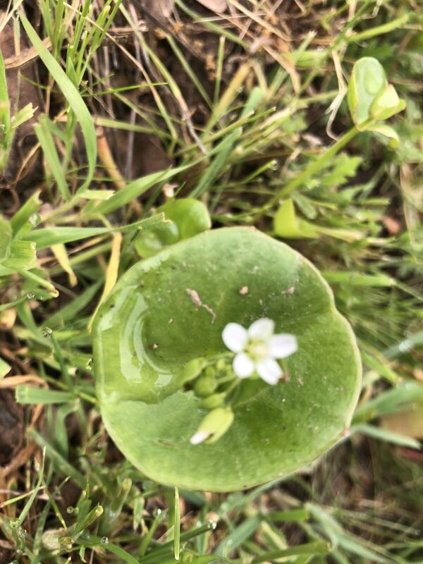 Desert plant photographed in the field