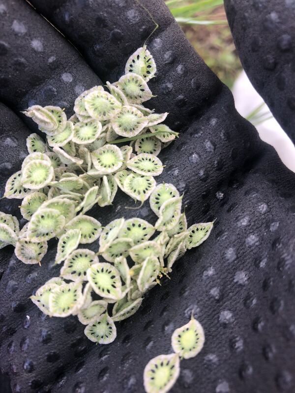 Desert plant photographed in the field