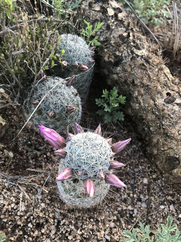Desert plant photographed in the field