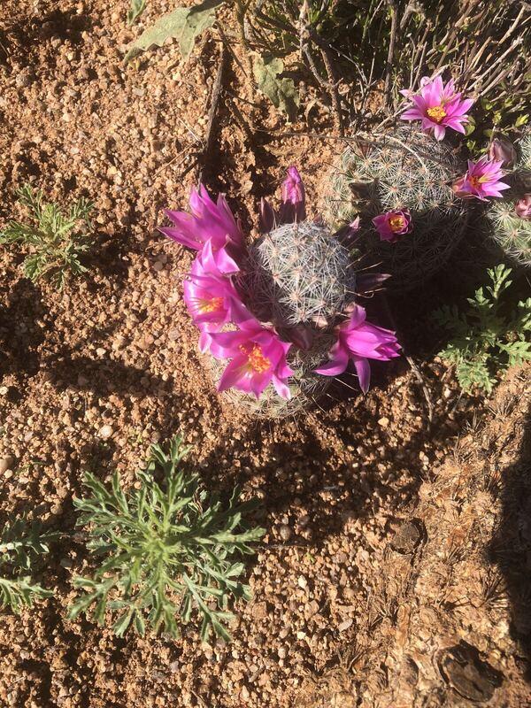 Desert plant photographed in the field