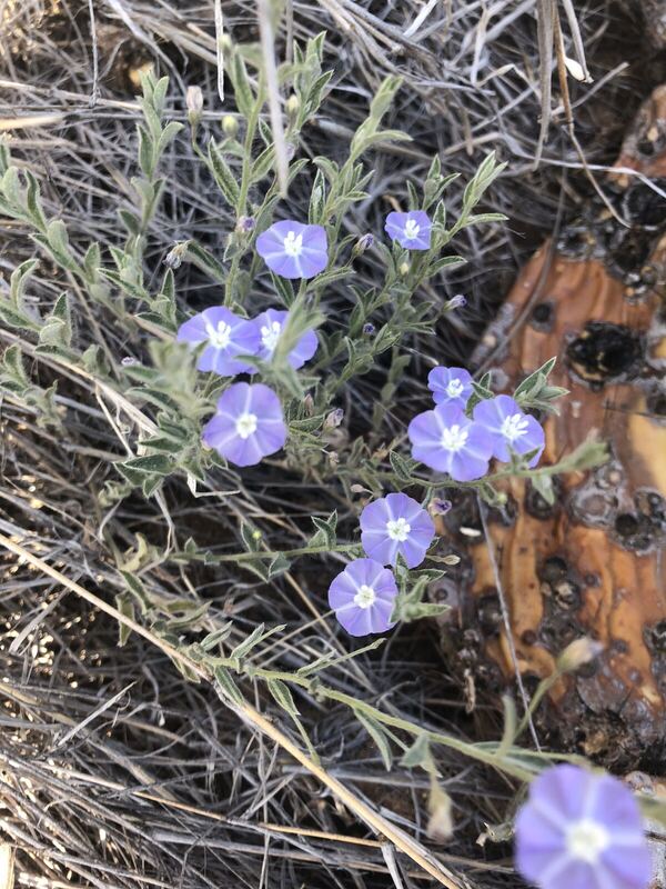 Desert plant photographed in the field