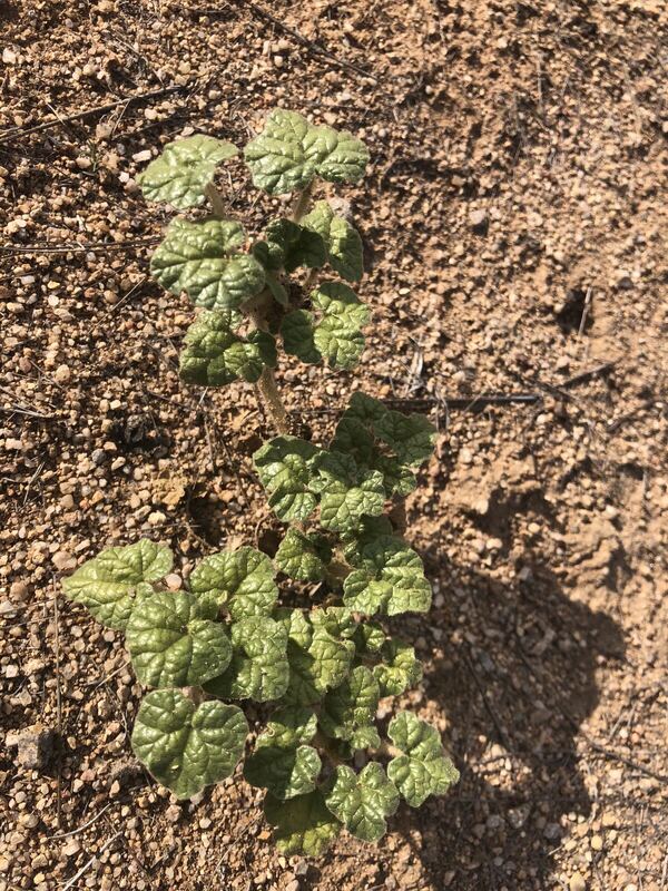 Desert plant photographed in the field