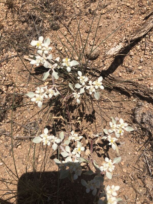 Desert plant photographed in the field