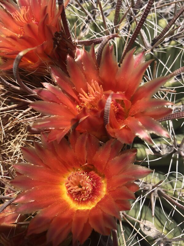 Desert plant photographed in the field