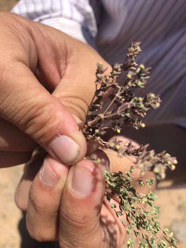 Desert plant photographed in the field