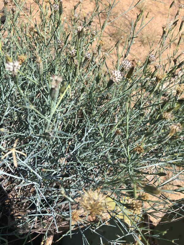 Desert plant photographed in the field