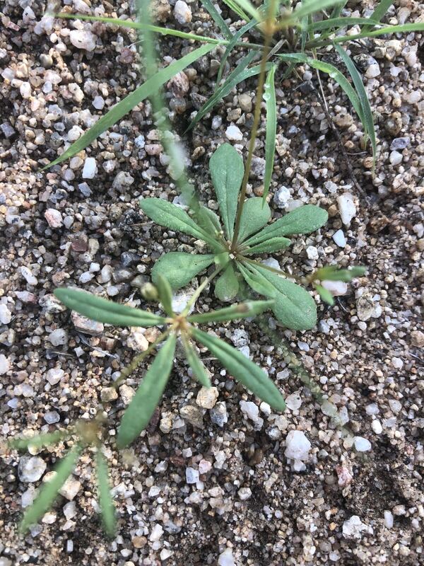 Desert plant photographed in the field