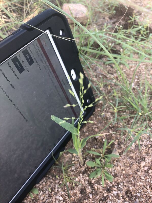Desert plant photographed in the field