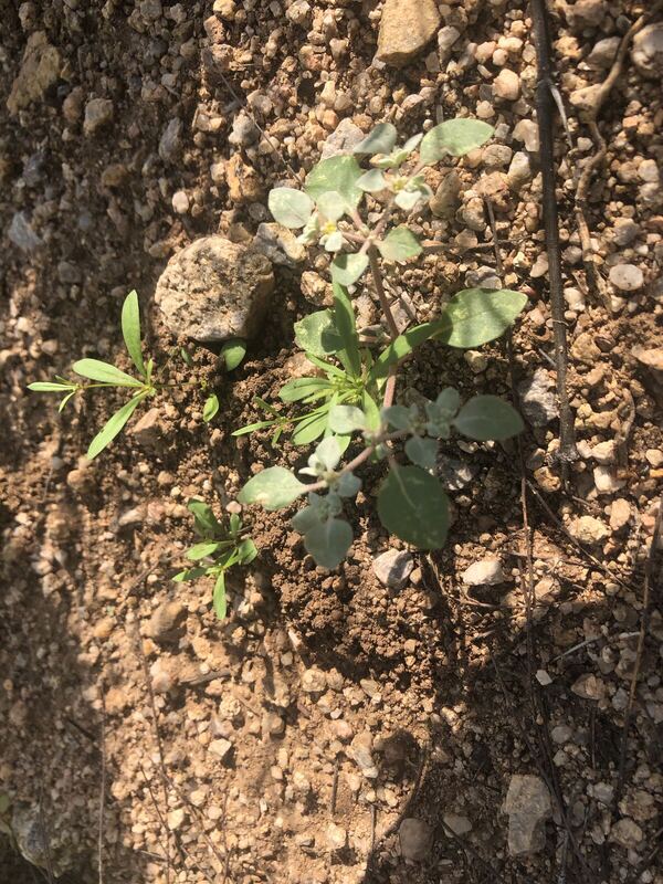 Desert plant photographed in the field